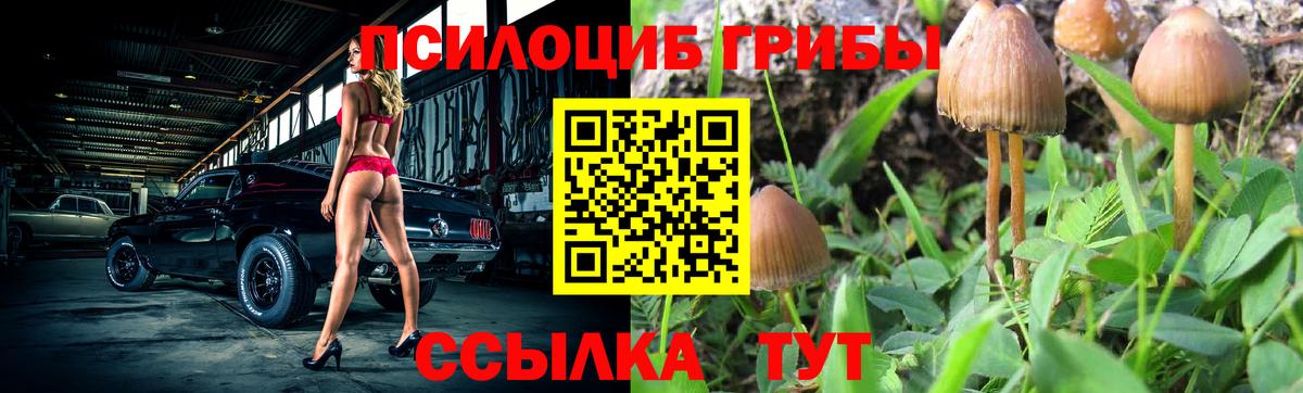 Псилоцибиновые грибы Psilocybe Люберцы